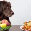 Exploring the Benefits of Non-Vegetarian Food for Pets