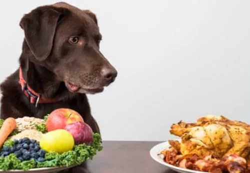 Exploring the Benefits of Non-Vegetarian Food for Pets