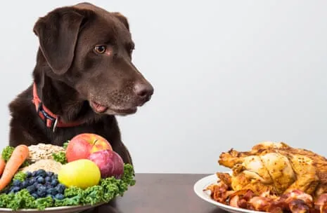 Exploring the Benefits of Non-Vegetarian Food for Pets