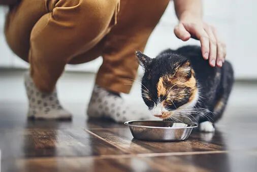 5 Common Mistakes to Avoid When Feeding Your Pet