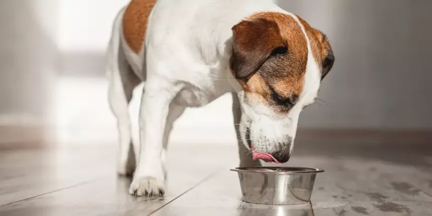 The Importance of High-Quality Ingredients in Pet Food